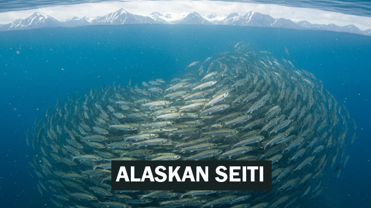 Alaskan Seiti